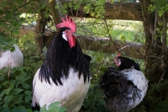 freilichtmuseum_2235_web