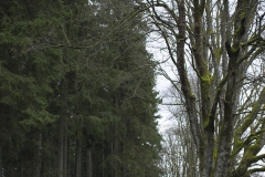Braunlage