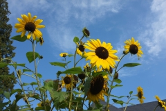 21_DSCF2032