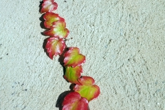 49_DSCF2103