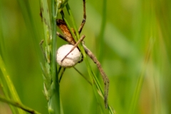 Listspinne, Von-Velen-Anlage, Papenburg